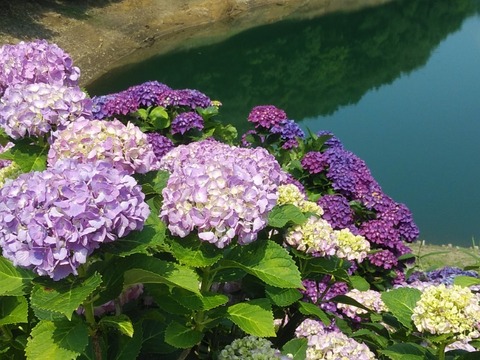 IMG_20200607_100300
