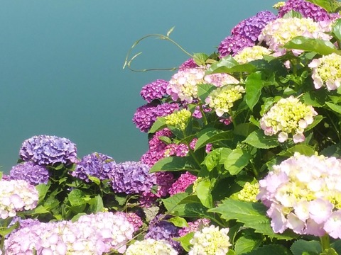 IMG_20200607_100438