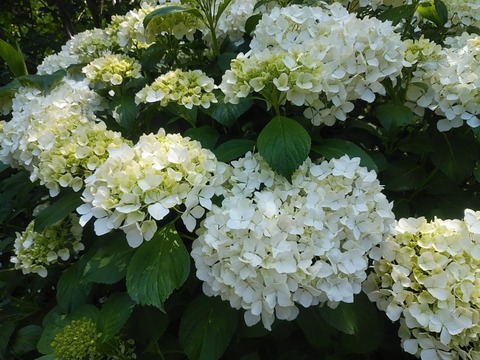 IMG_20200607_103542
