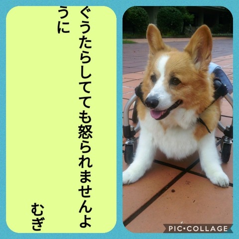 Collage 2020-07-07 16_25_26