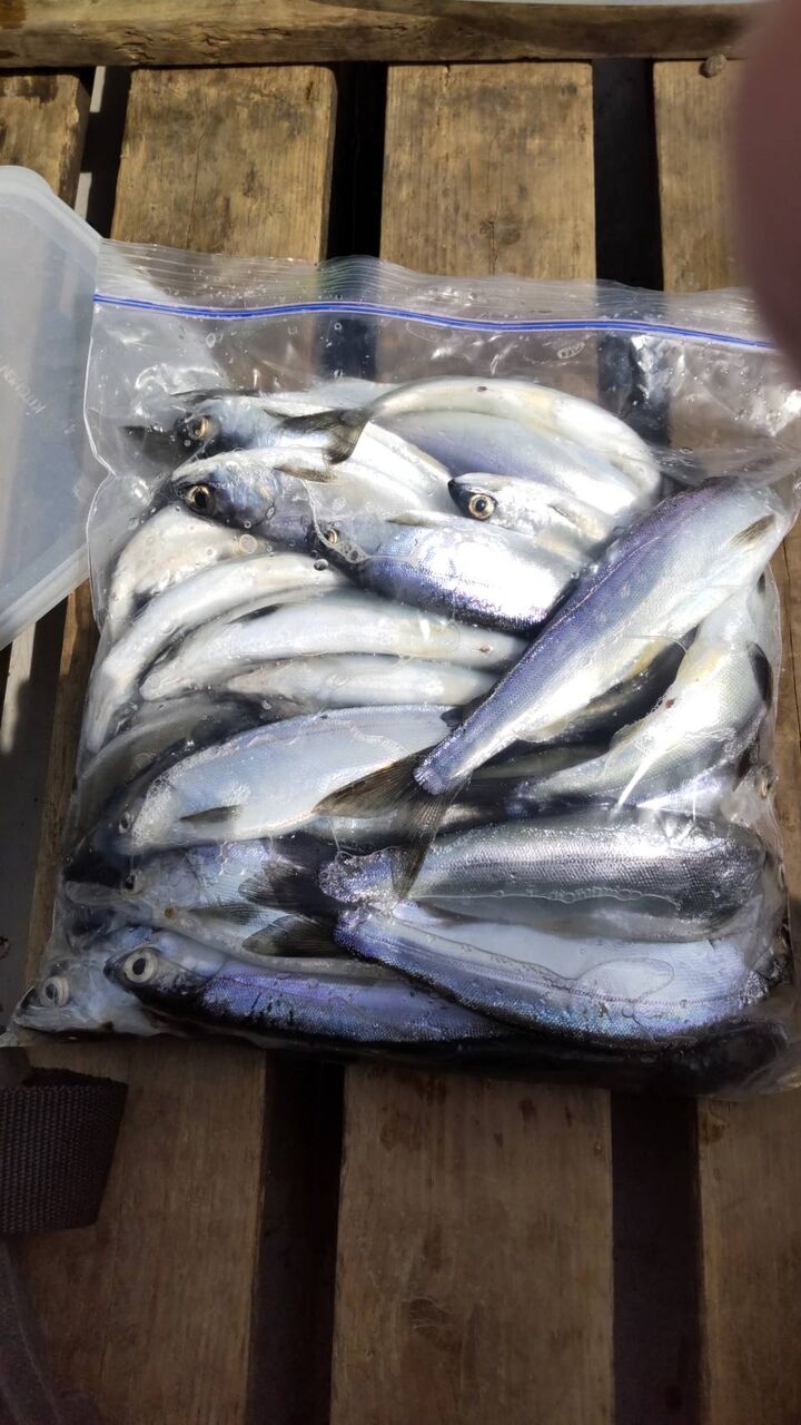 西湖ヒメマス解禁 西湖ヒメマス釣り日記