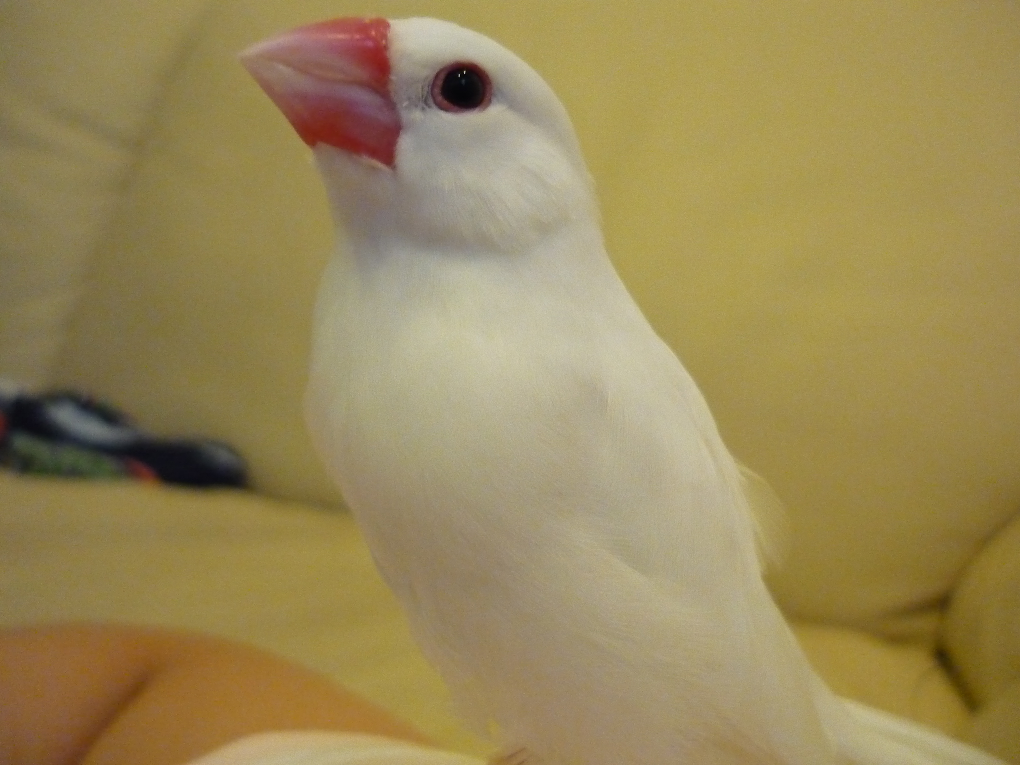 我が家の動物紹介 スノー 白文鳥 むはむはハムスター