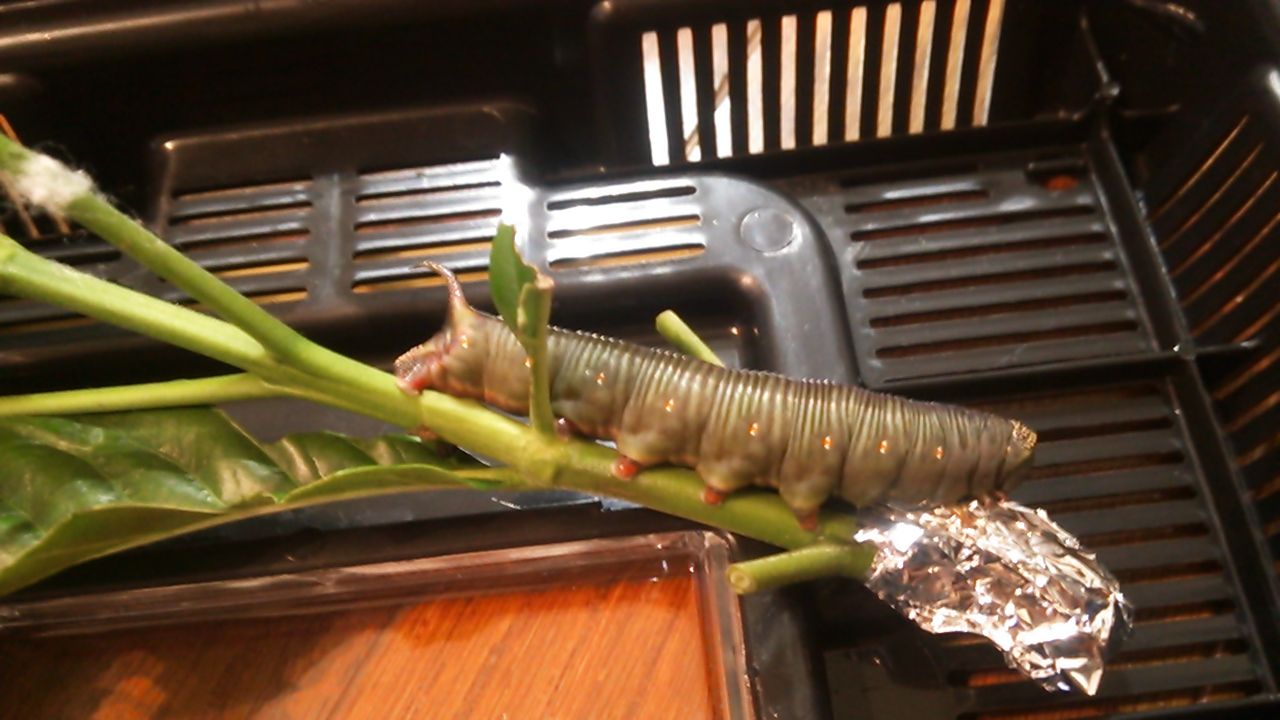 オオスカシバ幼虫 小次郎 脱皮観察記 かえりみち