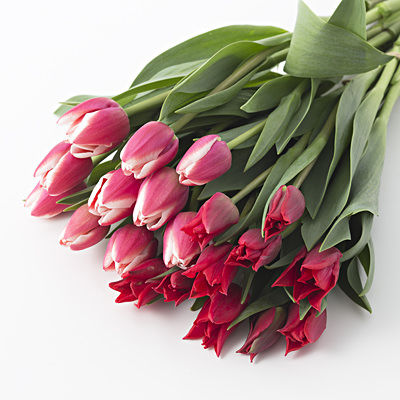 ネット限定 3月の花 チューリップ 無印大好きムジムジくん ネット限定 3月の花 チューリップ 無印大好きムジムジくん