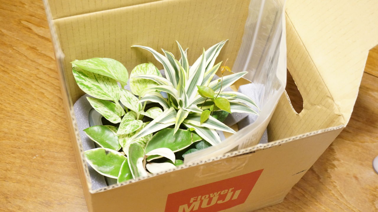 壁にかけられる観葉植物がやってきた 無印大好きムジムジくん 壁にかけられる観葉植物がやってきた 無印大好きムジムジくん