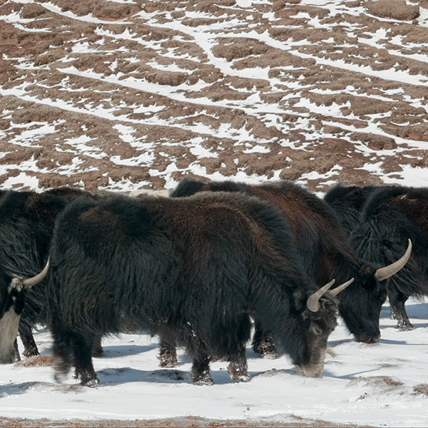 高地で育ったヤクウールのあたたかいセーター 無印大好きムジムジくん
