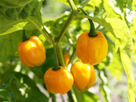 料理を辛くて美味しくする ハバネロソース 無印大好きムジムジくん