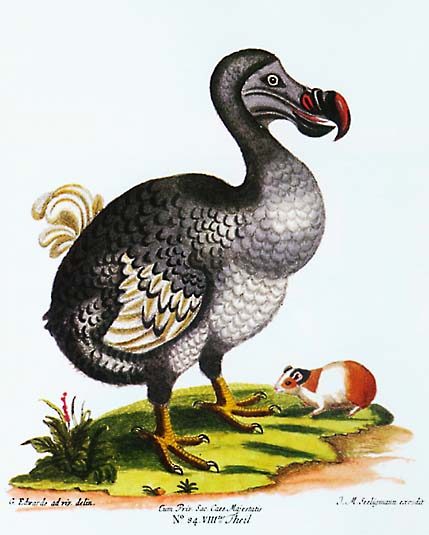 dodo%20savarie%20