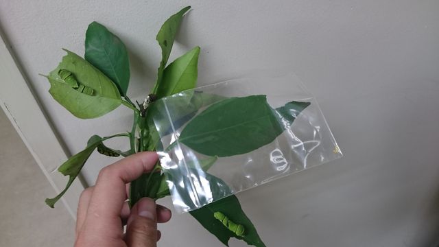 卵の取り扱い方 むかいだ30番地 卵の取り扱い方 むかいだ30番地