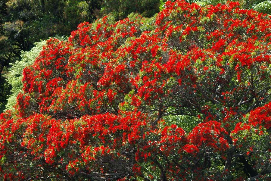 美しい花の画像 ベスト50 木 赤い 花