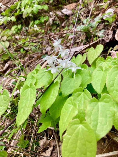 4月18日19日Openします