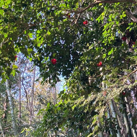 4月8日Openします　4月12日日曜日はランチなしの営業です