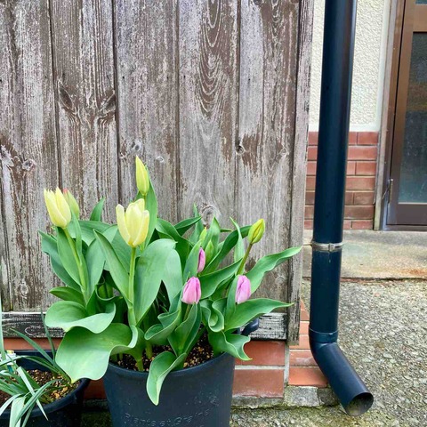 4月11日Openします　12日はランチなしです