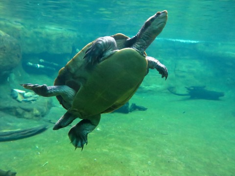 Image_dd68446