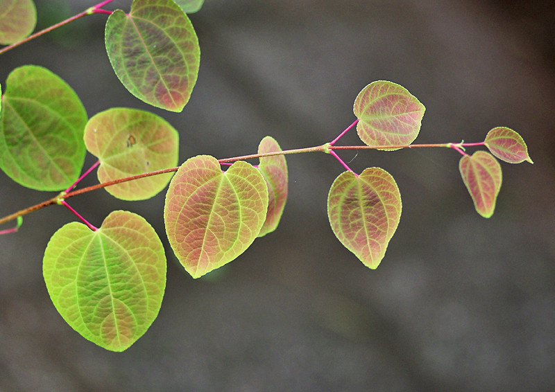 瑞々しい葉や実 妖精からの贈物