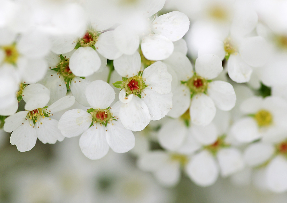 満開のユキヤナギ 根木内歴史公園 妖精からの贈物