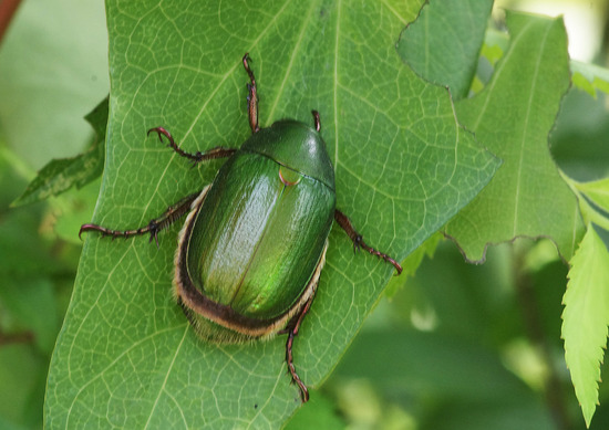 ¥¢¥ª¥É¥ª¥¬¥Í