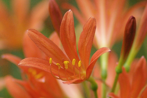 キツネノカミソリ