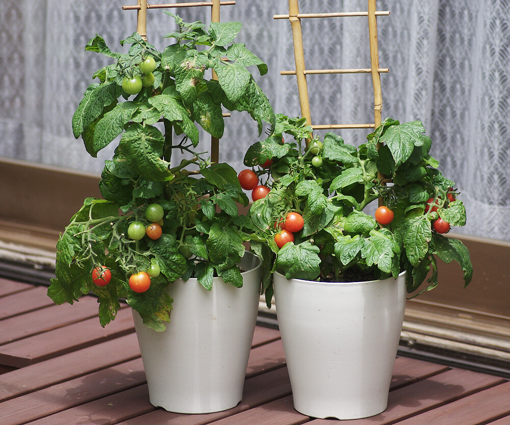 ミニトマト２種 妖精からの贈物