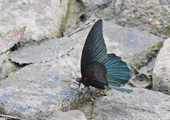 1¥Ê¥¬¥µ¥¥¢¥²¥Ï