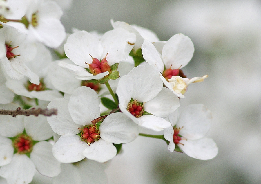満開のユキヤナギ 根木内歴史公園 妖精からの贈物