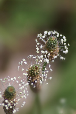 真上から見たヘラオオバコ
