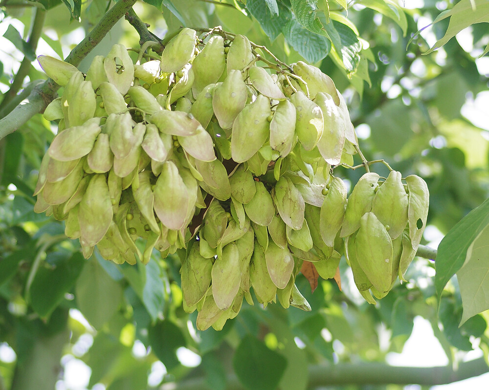 アオギリの実 妖精からの贈物