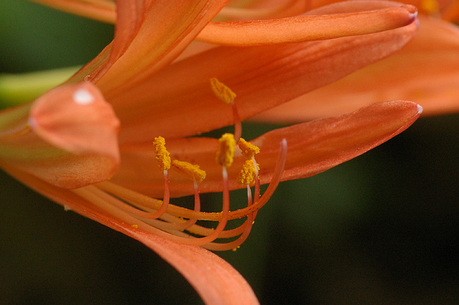 キツネノカミソリ