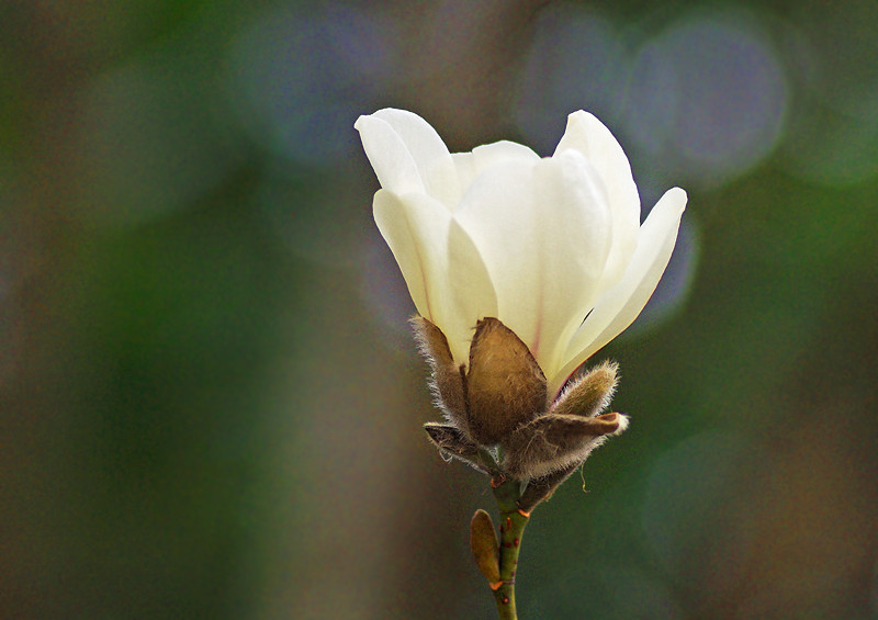 コブシ １ 花びらと花の向き 妖精からの贈物