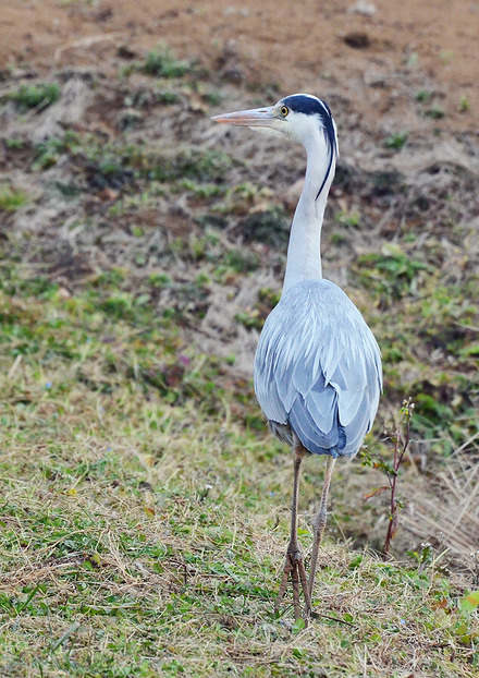 アオサギ