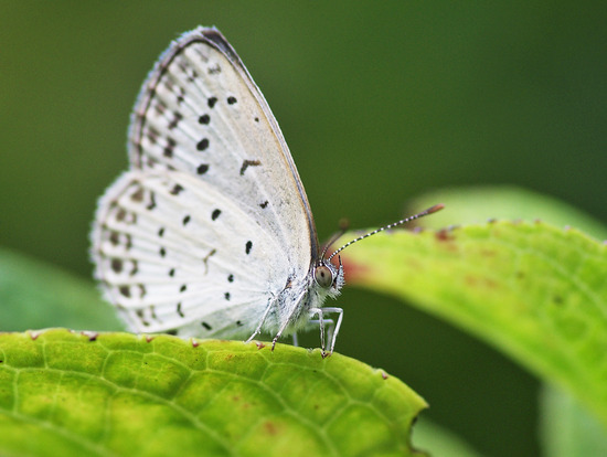 ¥ä¥Þ¥È¥·¥¸¥ß