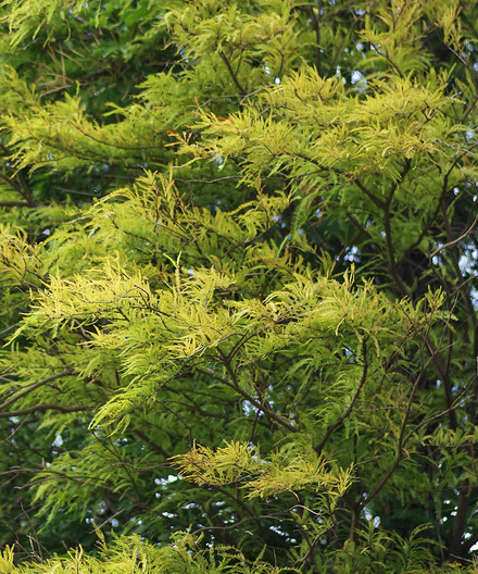 ¥é¥¯¥¦¥·¥ç¥¦