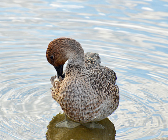 ¥ª¥Ê¥¬¥¬¥â