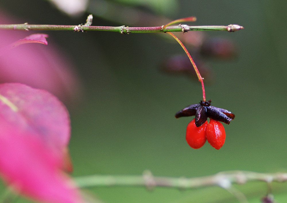 妖精からの贈物日光
