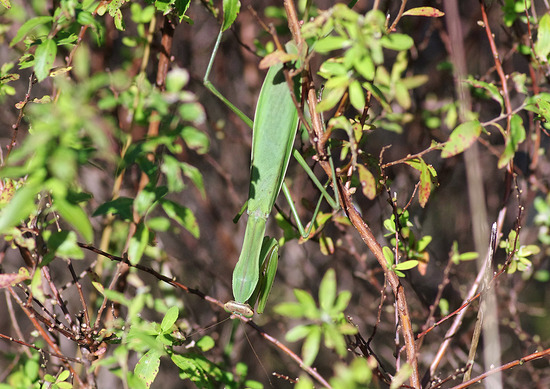 IMGP4183¥«¥Þ¥¥ê_edited-1