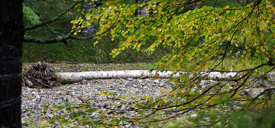 ¥·¥é¥«¥Ð¤ÎÅÝÌÚ