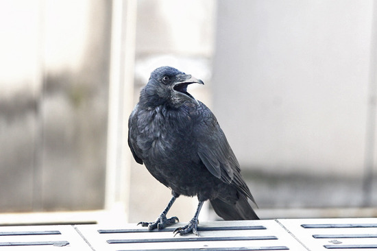 ¥Ï¥·¥Ü¥½¥¬¥é¥¹