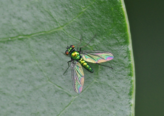 ¥¢¥·¥Ê¥¬¥Ð¥¨