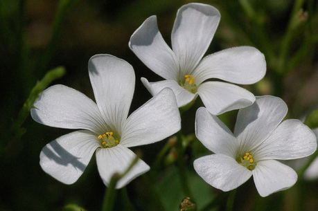 白花のイモカタバミ