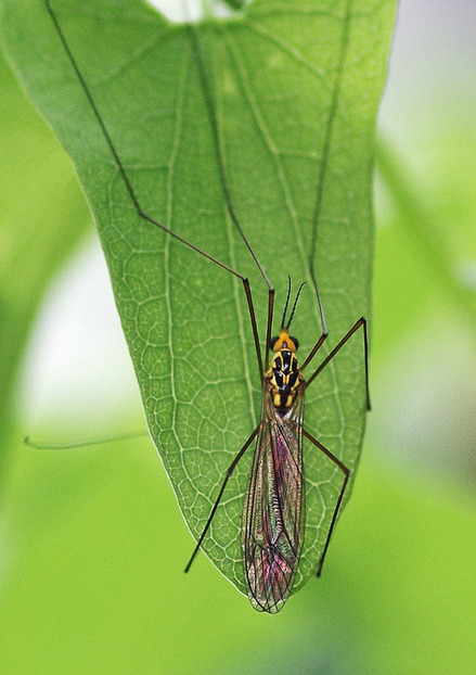 ¥¥¤¥í¥Û¥½¥¬¥¬¥ó¥Ü