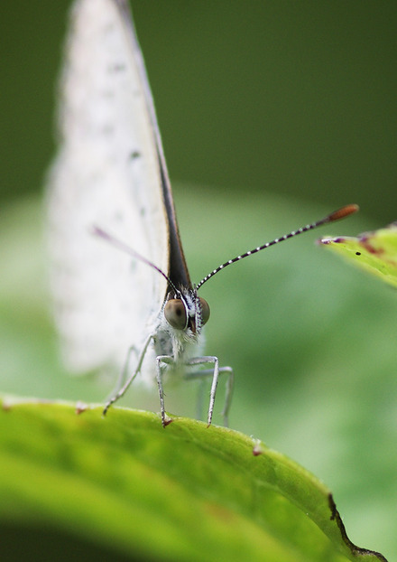 ¥ä¥Þ¥È¥·¥¸¥ß_