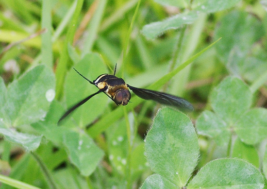 ¥¯¥í¥Ð¥Í¥Ä¥ê¥¢¥Ö