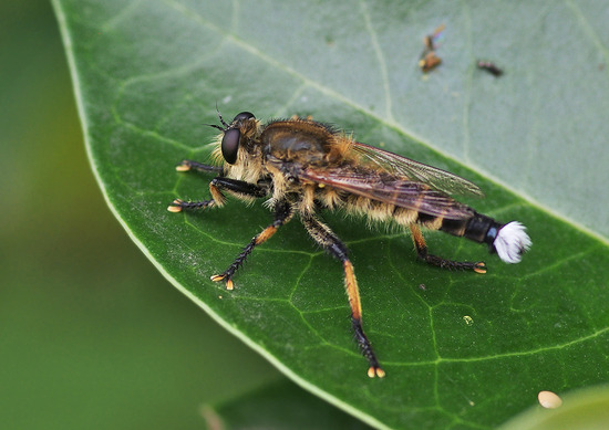 ¥·¥ª¥ä¥¢¥Ö¡é