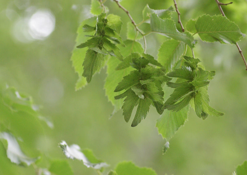 イヌシデなど ご近所散策 妖精からの贈物