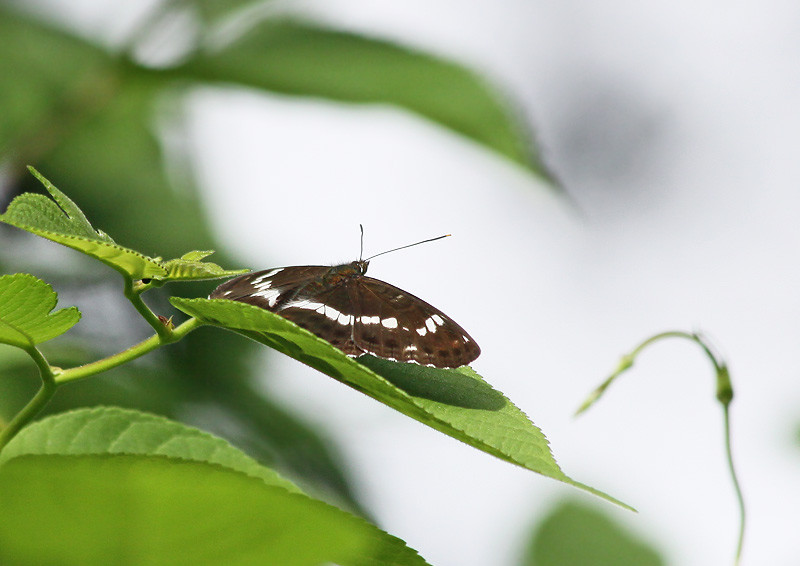 昆虫たち 6月のこんぶくろ池 妖精からの贈物 昆虫たち 6月のこんぶくろ池 妖精からの贈物