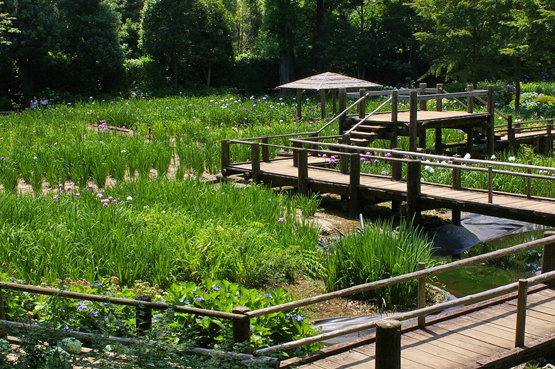 染谷花しょうぶ園 １ 妖精からの贈物
