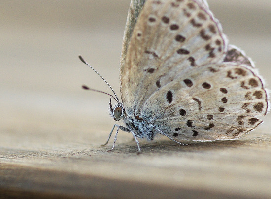 ¥ä¥Þ¥È¥·¥¸¥ß