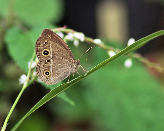 ¥Ò¥á¥¸¥ã¥Î¥á