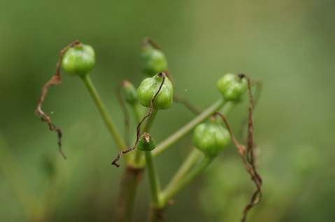 キツネノカミソリの実