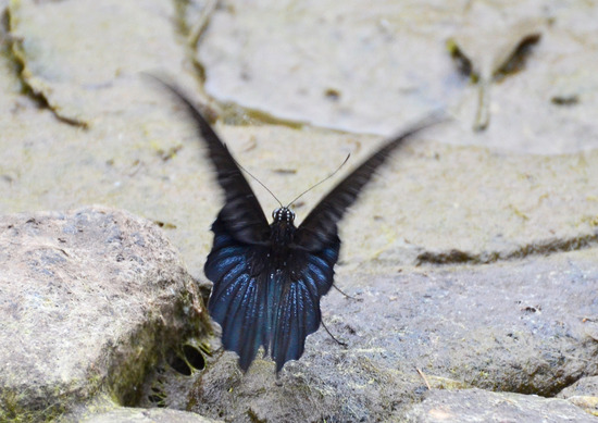 ¥Ê¥¬¥µ¥¥¢¥²¥Ï